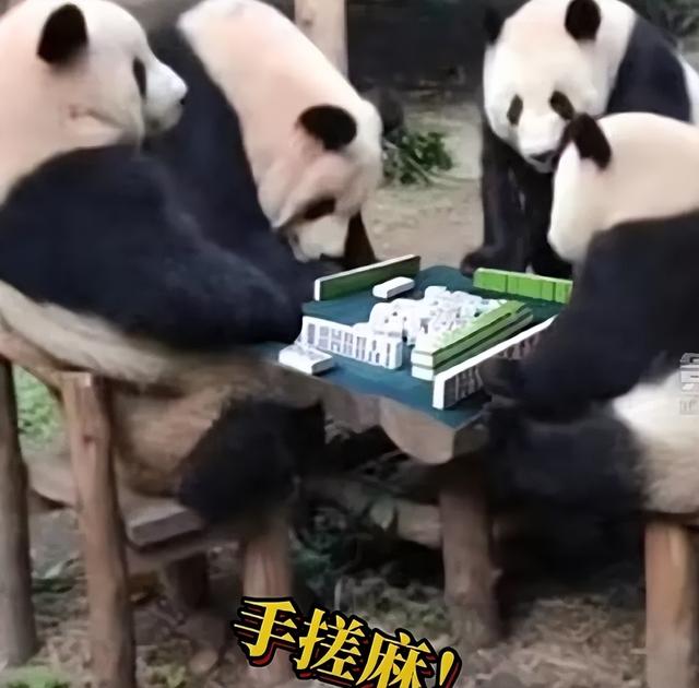 必看盘点揭秘!我玩熊猫麻将打输—真实可以装挂