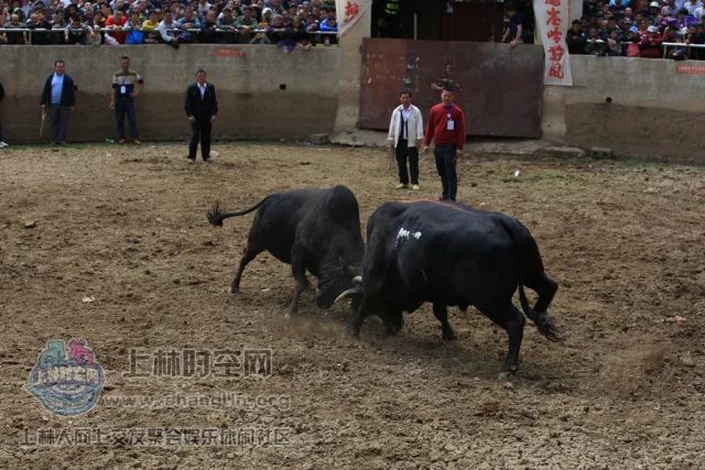 实测分享“微信斗牛有挂吗!其实确实有挂的