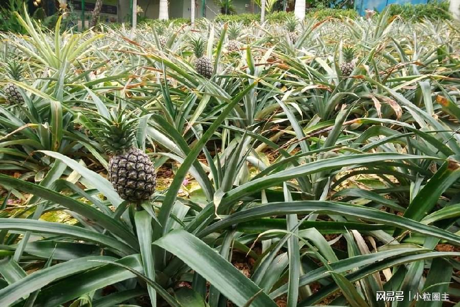 重大通报“福建大菠萝到底有没有挂吗”开挂详细教程