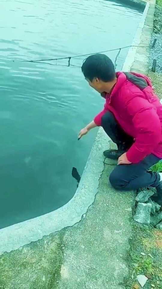 今日重大发现“兴义水鱼有挂吗”!曝光透视猫腻