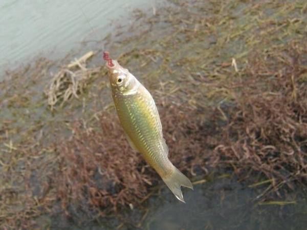 钓淡水鱼如何挂鱼饵线视频（钓淡水鱼如何挂鱼饵线视频讲解）