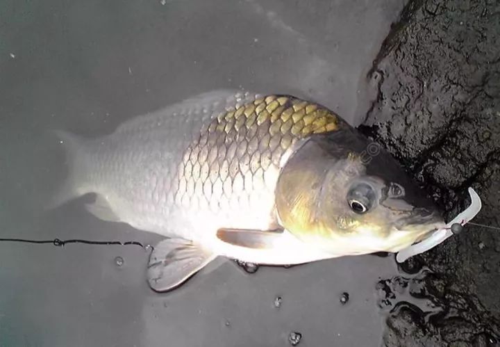 钓淡水鱼如何挂鱼饵线视频（钓淡水鱼如何挂鱼饵线视频讲解）