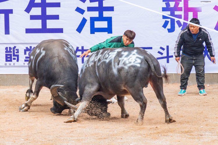 我来教教大家“斗牛有开挂吗(确实有挂)-知乎