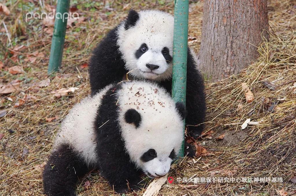 我来教大家！手机熊猫麻将助赢软件(怎么能赢发牌规律)