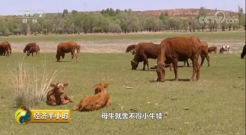 分享决窍“微信牛牛透视挂”-太坑了原来有挂