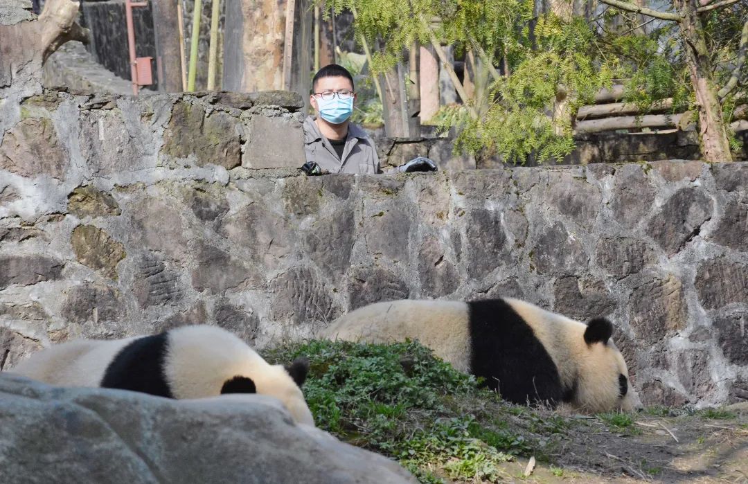 重磅揭秘“熊猫大厅有辅助吗!”开挂详细教程