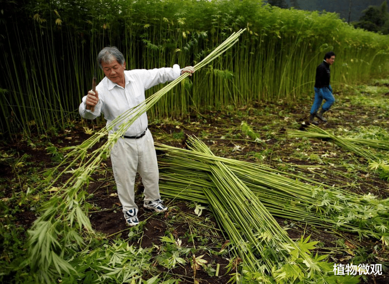 3分钟教你科普“陕麻圈捉老麻子有没有卖挂的!其实确实有挂的