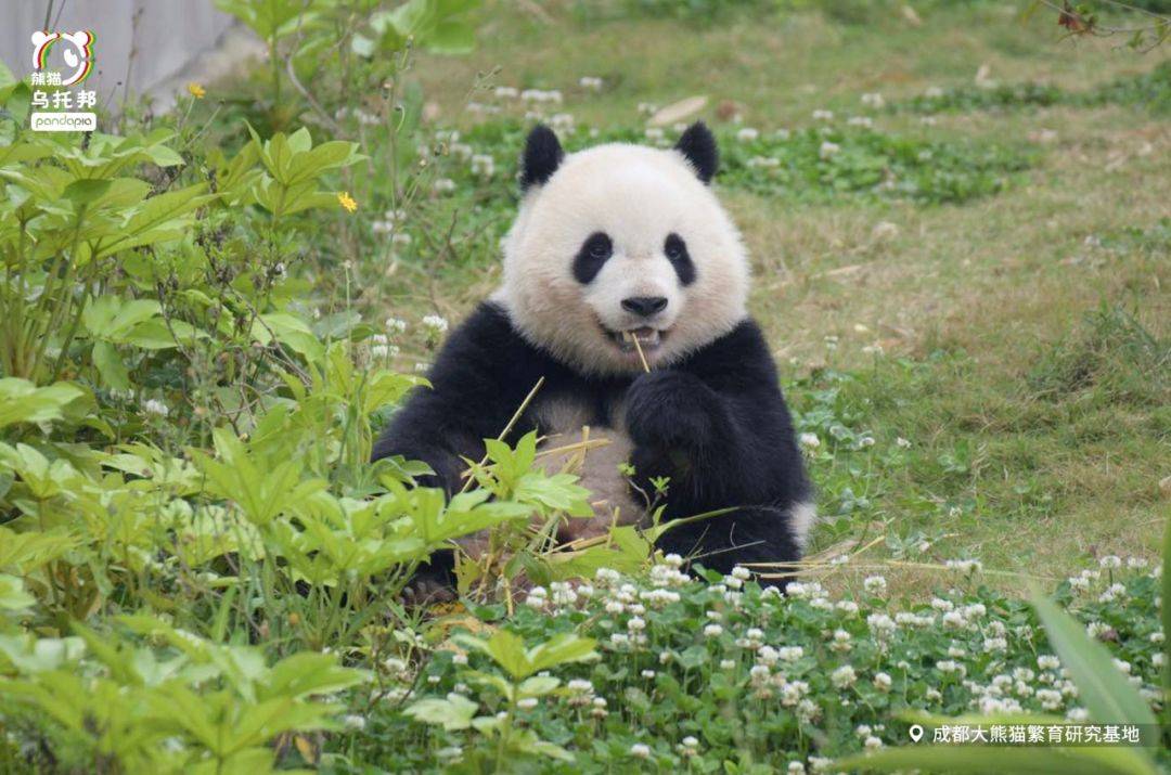 今日重大通报“熊猫四川麻将究竟有辅助吗”(玩家必赢神器)一知乎