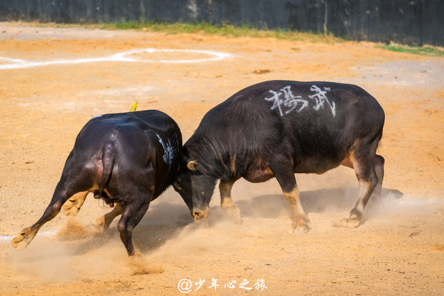 抓猛的斗牛的规律（抓勇猛的斗牛）