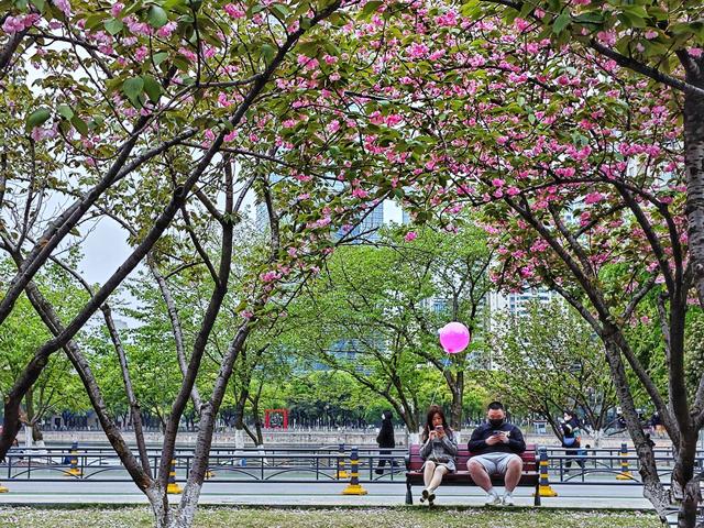 科普实测“开心武汉花有挂吗真的有挂”(真的确实有挂)