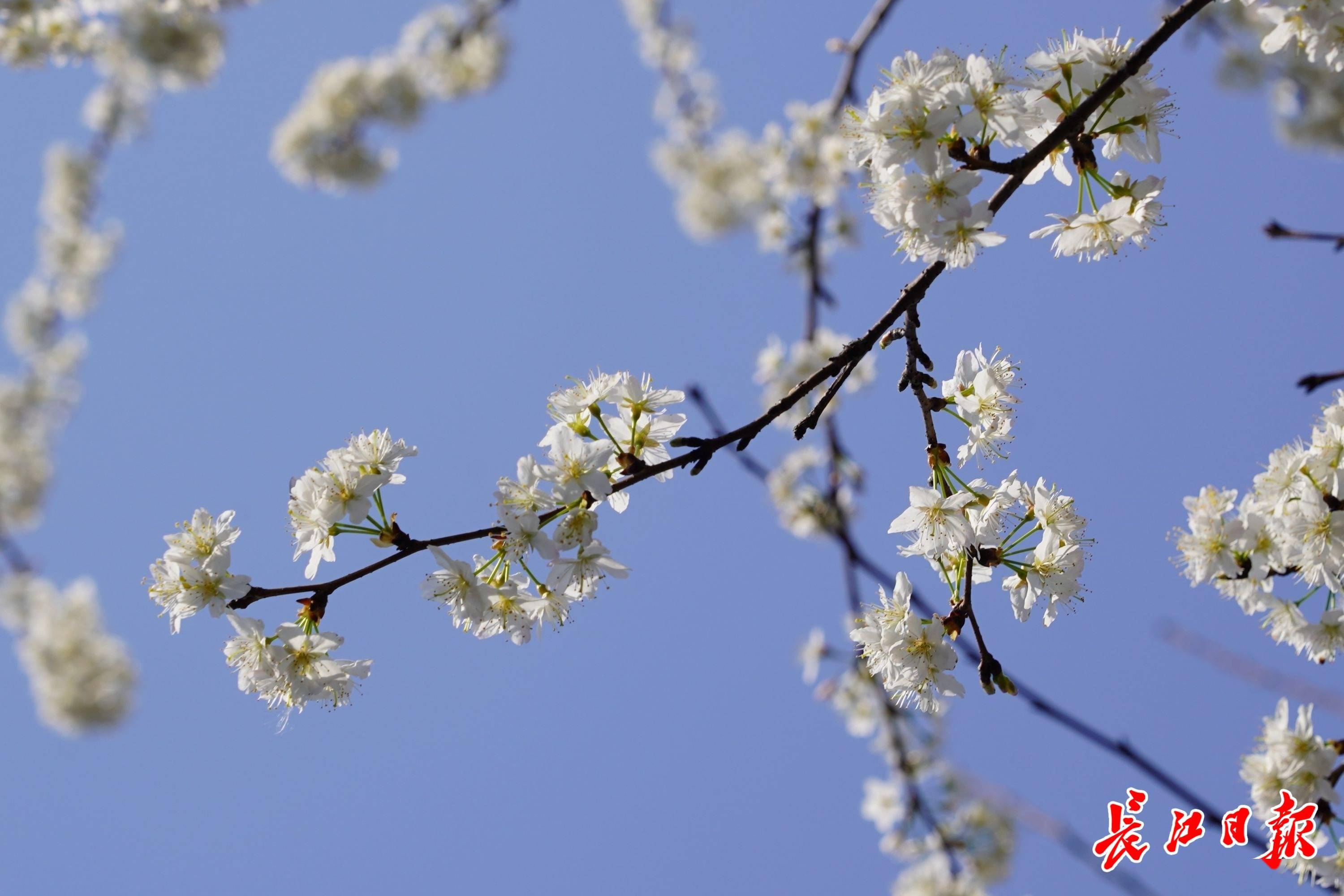 科普实测“开心武汉花有挂吗真的有挂”(真的确实有挂)