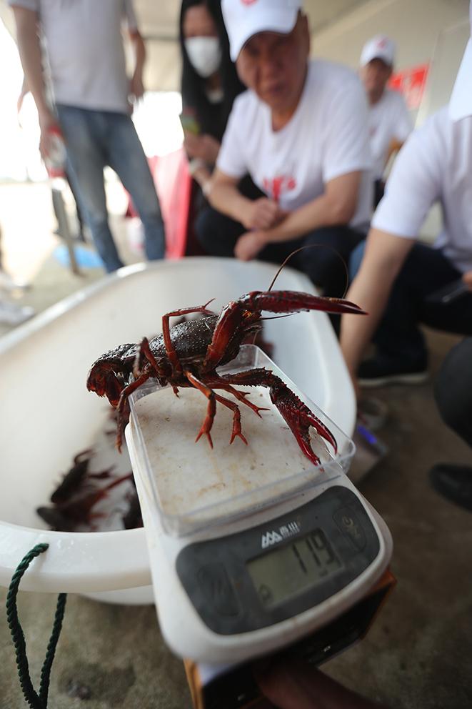 挂虾钓淡水鱼（钓虾挂法）