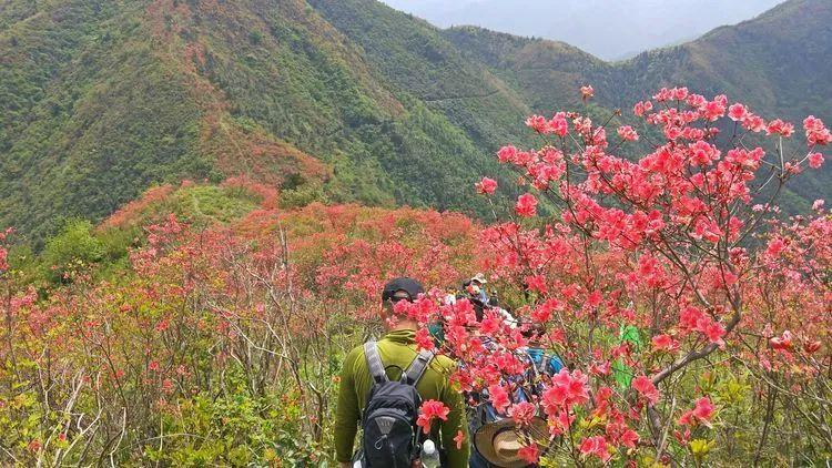 推荐一款“丽水都莱有挂吗可以开挂吗！”确实有挂