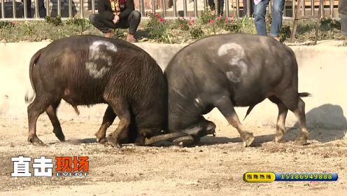 3分钟教你科普“斗牛透视挂视频教程”(确实是有挂)-哔哩哔哩