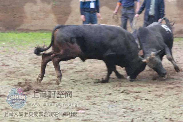 火爆全网!斗牛有挂是真的吗—真实可以装挂