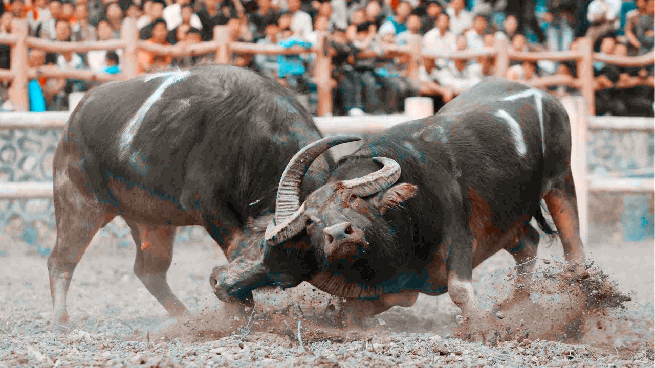 分享决窍“手机上斗牛为什么总是输”(确实是有挂)-哔哩哔哩