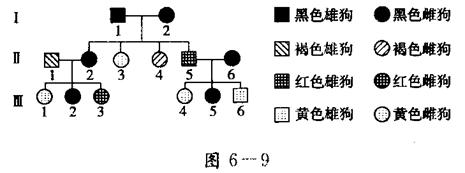 斗牛颜色遗传规律（斗牛染色）