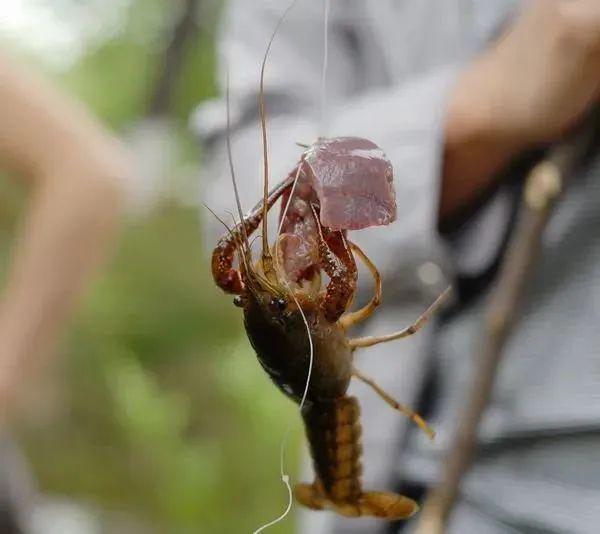 撮虾子麻将开挂（捉虾子麻将怎么玩的）