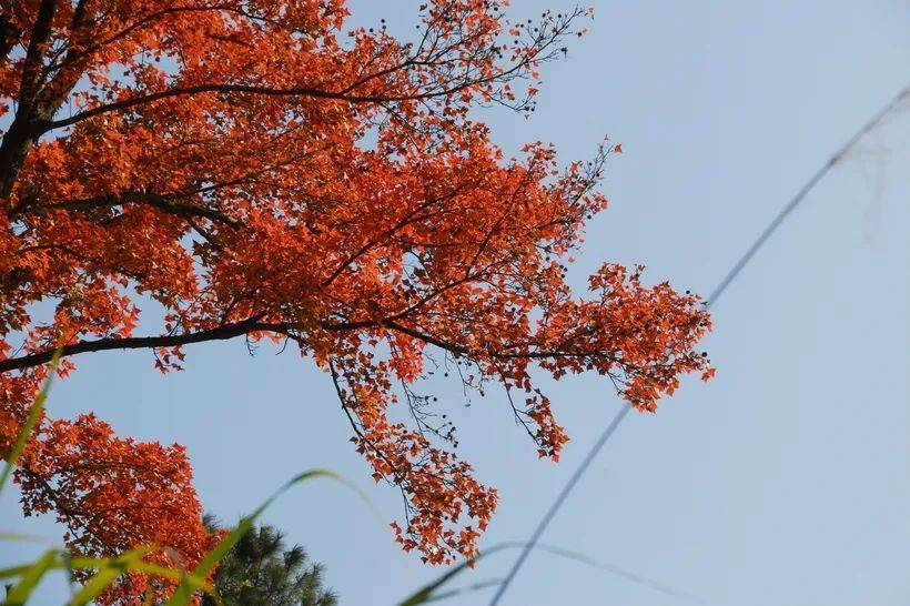 分享决窍“枫叶大厅开挂”-太坑了原来有挂