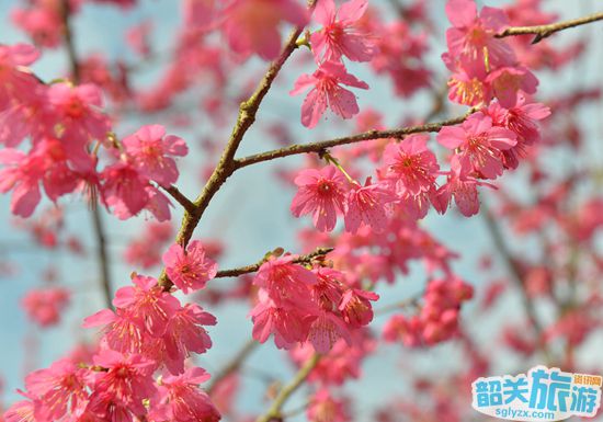 分享决窍“樱花大厅有挂吗!其实确实有挂