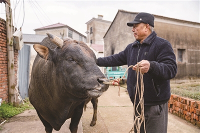 给斗牛起名字的规律（斗牛起什么名字好听）