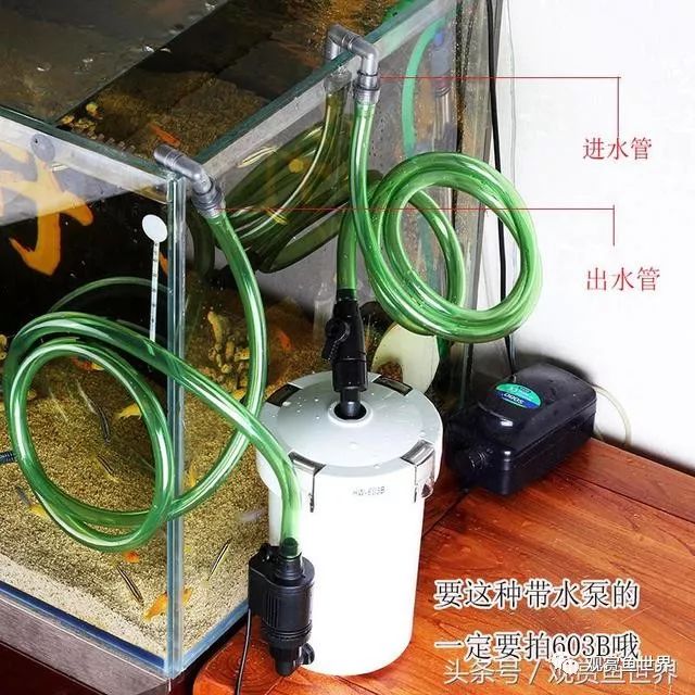 挂壁式过滤器能养冷水鱼吗（挂壁式过滤器有用嘛）