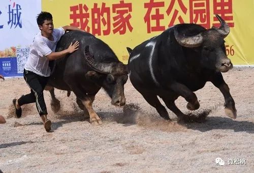 牛元帅斗牛有挂要多少钱（牛元帅开挂是真的吗）