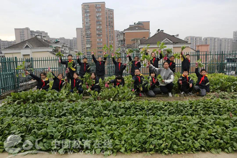 玉海楼拔萝卜透视（瑞安玉海楼茶苑拔萝卜）