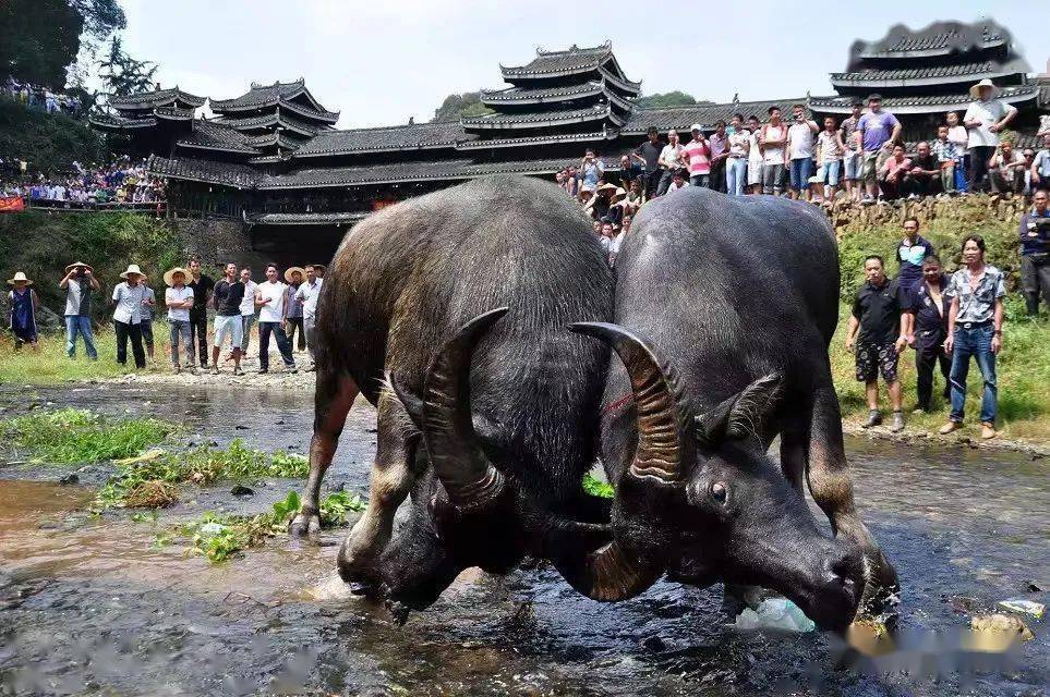 详细说明“手机斗牛为什么一直输!其实确实有挂