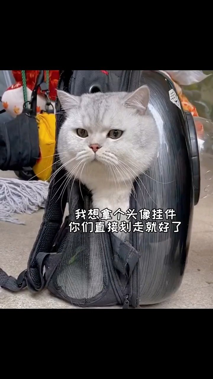 猫脖子挂字牌图片（猫脖子挂饰）