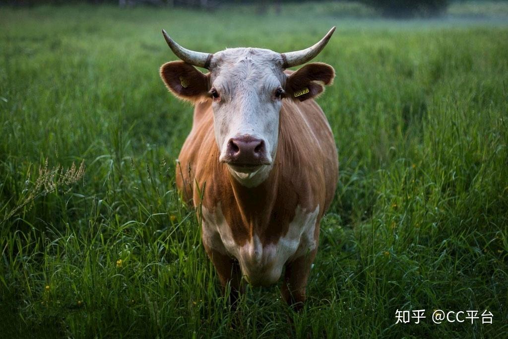 金花牛怎么开挂（金花牛牛万能挂）