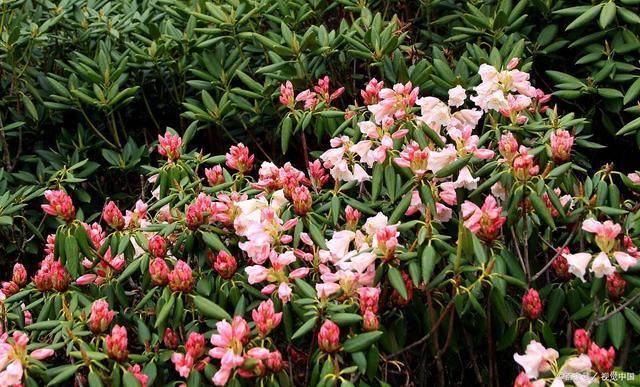 麒麟金花挂（金麒麟花寓意）