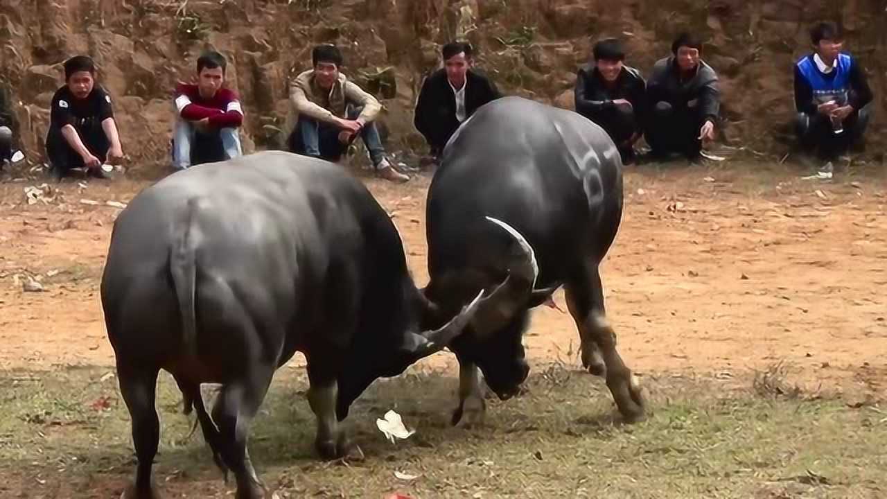 一分钟教你“斗牛作假工具—详细解说+新浪科技